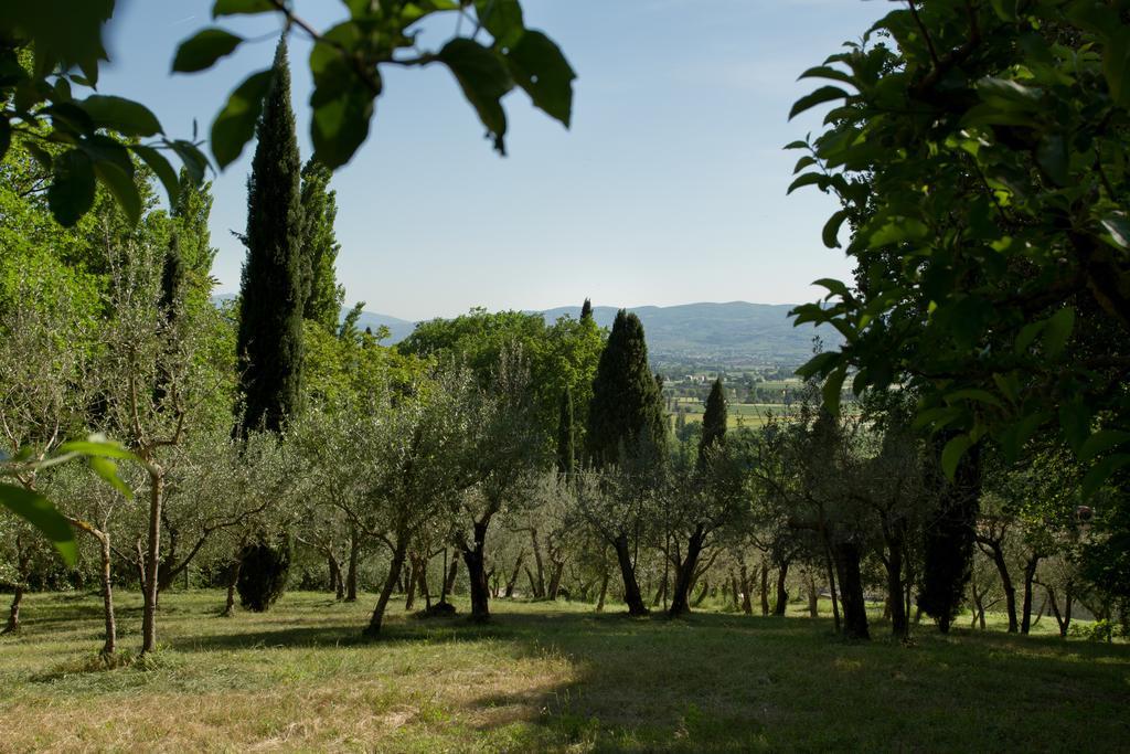 Villa Degli Ulivi Assisi Buitenkant foto